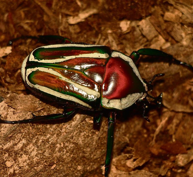 Dicronorrhina derbyana derbyana