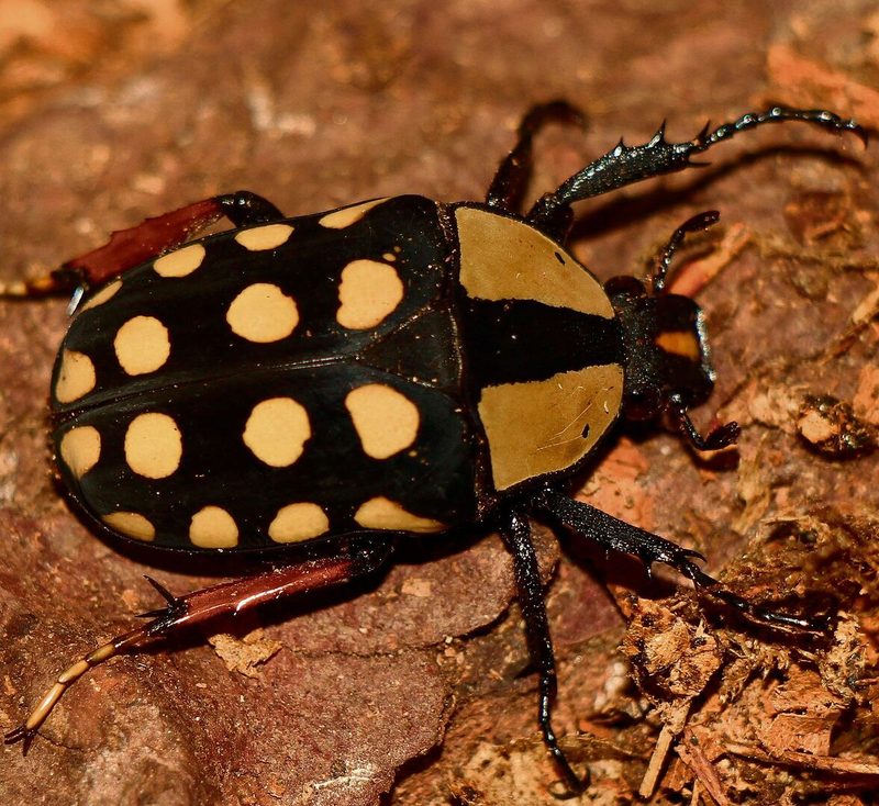Mecynorhina passerinii