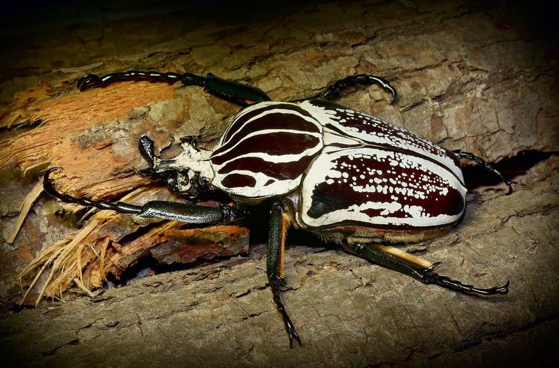 Goliathkäfer aus Afrika können bis zu zehn Zentimeter lang werden.