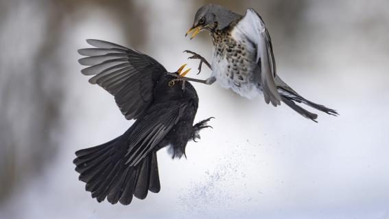 Amsel und Wacholderdrossel im Kampf