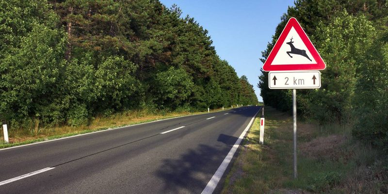 Erhöhtes Risiko für Wildunfälle wegen Zeitumstellung
