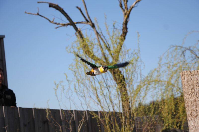Freiflugtraining für Papageien und Geier im Walter Zoo in Gossau