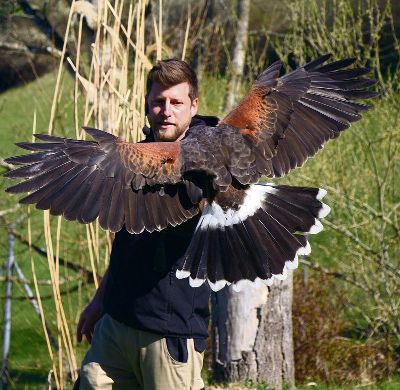 Dominic Kast präsentiert den Wüstenbussard im Freiflugtraining im Walter Zoo.