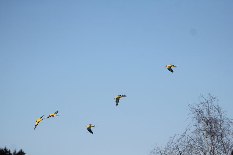 Freiflugtraining für Papageien und Geier im Walter Zoo in Gossau