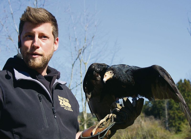 Dominic Kast erklärt Details zum Truthahngeier während des Freiflugtrainings im Walter Zoo.