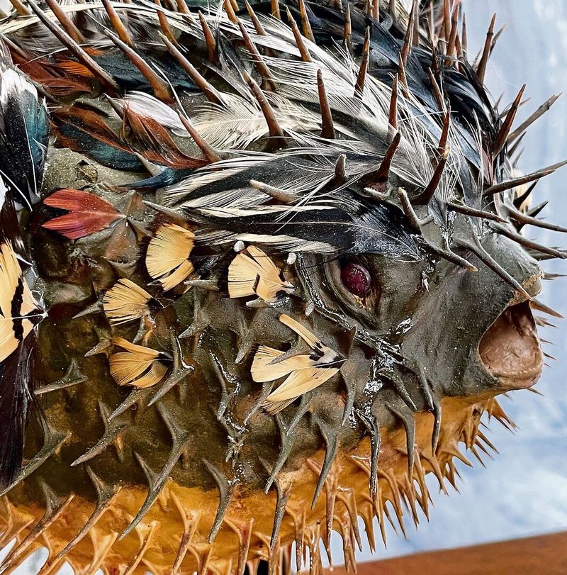 Wunderkammer in der Altstadt von Freiburg