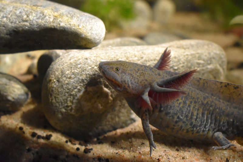 Axolotl: Das Wassermonster mit Superkräften