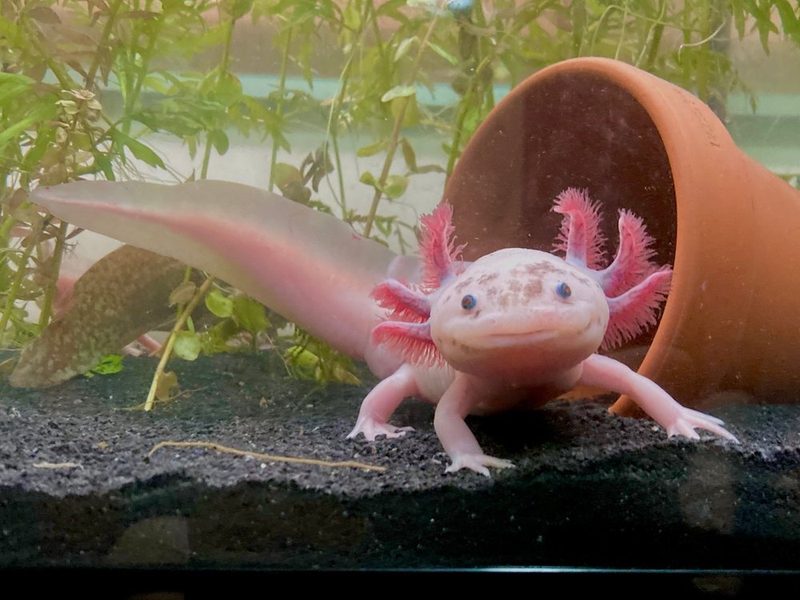 Axolotl: Das Wassermonster mit Superkräften