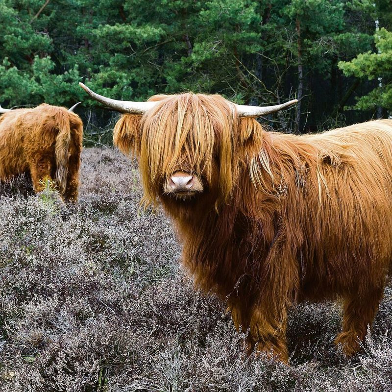 Highland Cattle