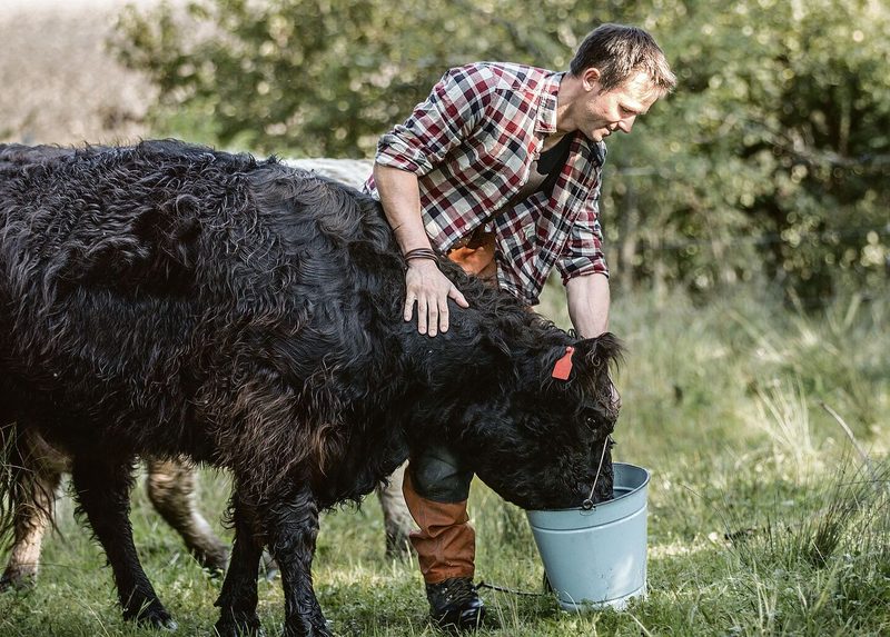 Schottische Rinder und ihre vielfältige Nutzung in der Schweiz