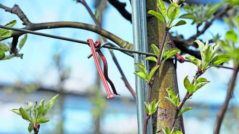Sexuallockstoffe für Apfelwickler