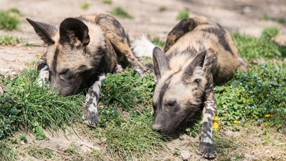 Wildhunde