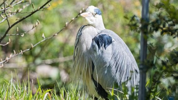 Graureiher im Zoo Basel