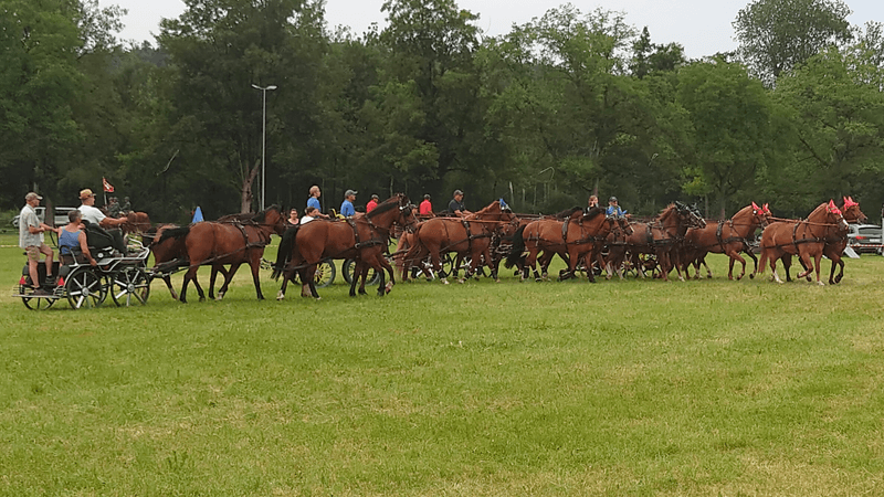Quadrille