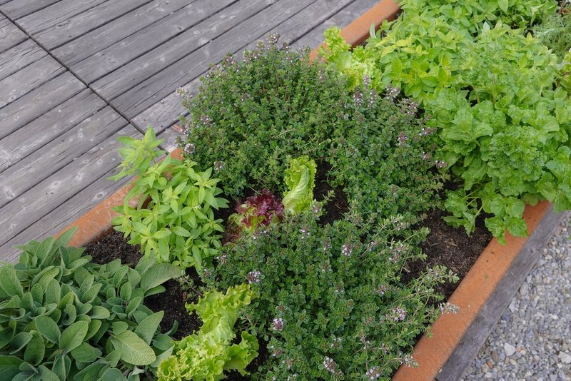 Einmaleins des Hochbeet‐Gärtnerns
