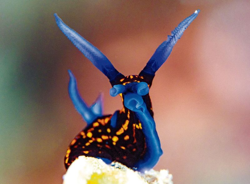 Neonsternschnecke