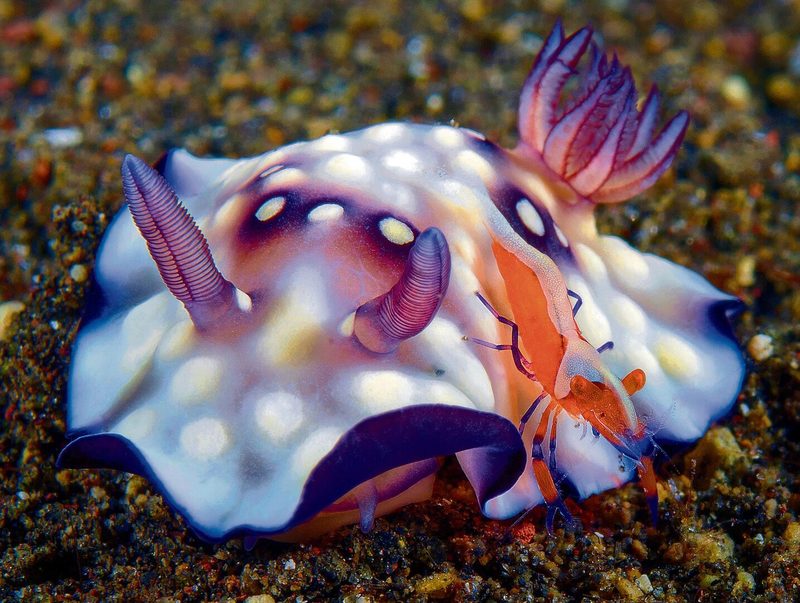 Bus Stop Chromodoris.
