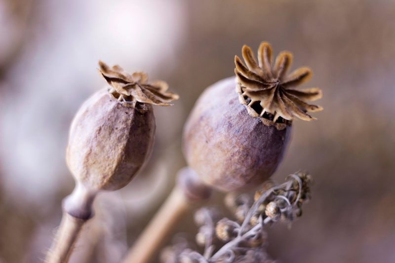 Trockenblumen: Diese Pflanzen eigenen sich besonders gut zum Trocknen