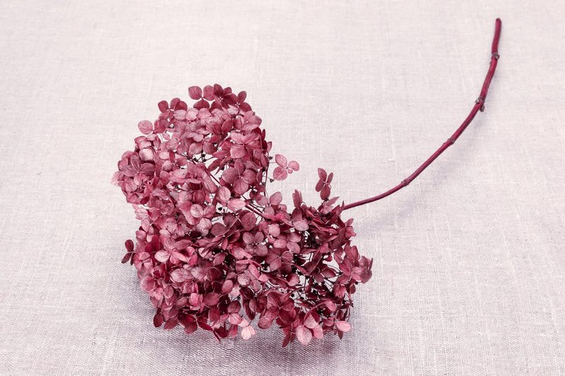 Trockenblumen: Diese Pflanzen eigenen sich besonders gut zum Trocknen