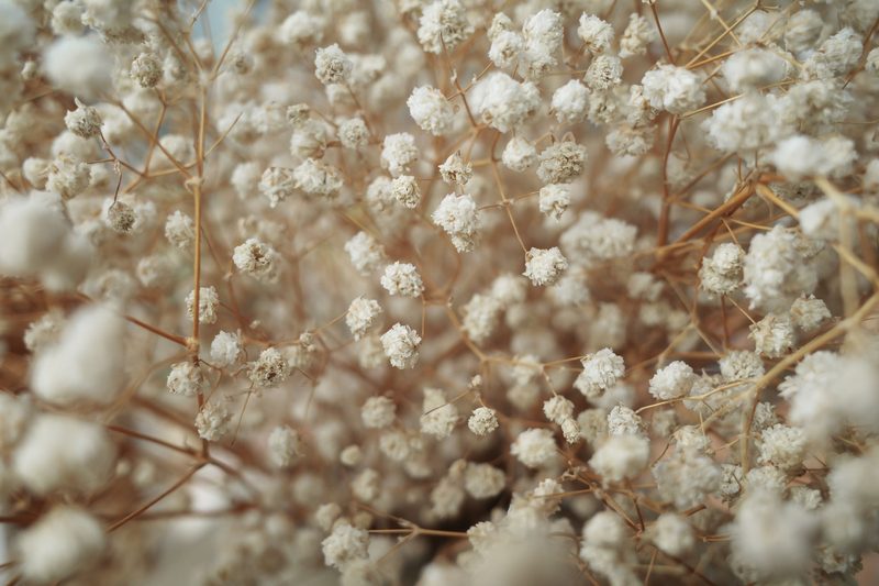 Trockenblumen: Diese Pflanzen eigenen sich besonders gut zum Trocknen