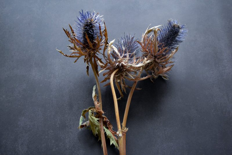 Trockenblumen: Diese Pflanzen eigenen sich besonders gut zum Trocknen