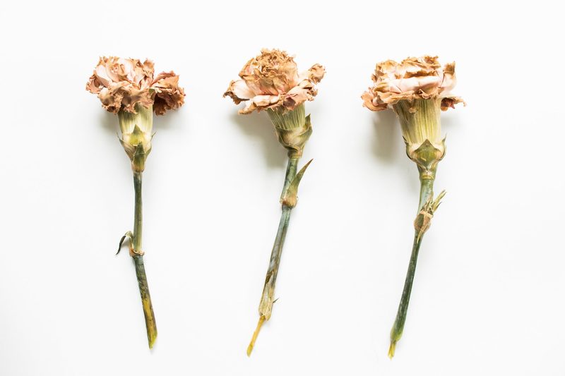 Trockenblumen: Diese Pflanzen eigenen sich besonders gut zum Trocknen