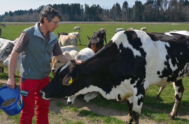 Landwirt Christoph Jakob sind seineZebus sehr ans Herz gewachsen.