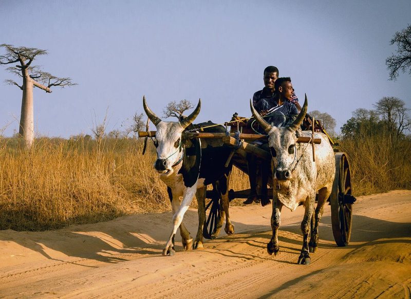 In Madagaskar gehören Zebus mehr als nur zum Alltag, siesind das Wahrzeichen des afrikanischen Inselstaates.
