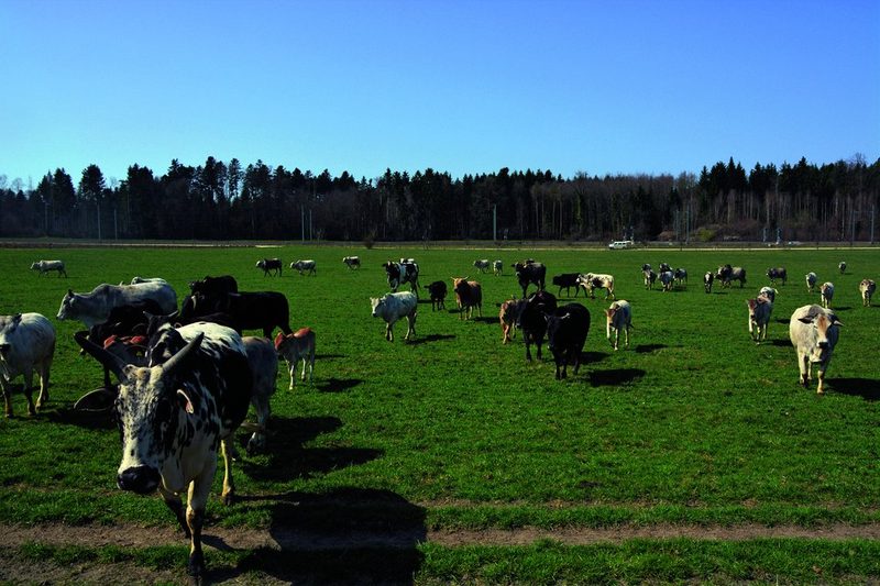 Die 70 Tiere umfassende, bunte Zebu-Herde mit den Kälbchen ist ein Blickfang.