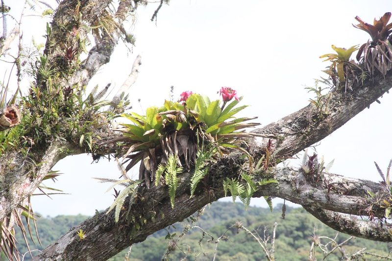 Epiphytische Pflanzen zuhause pflegen, von der Bromelie bis zum Schwertfarn