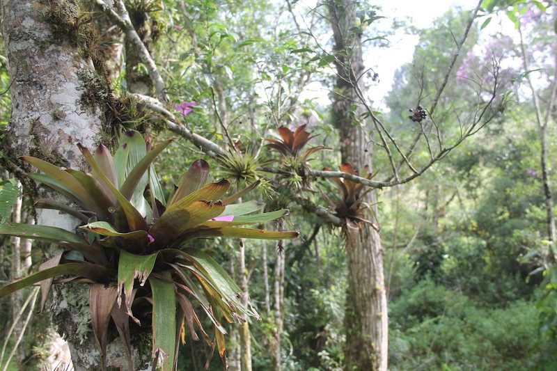 Epiphytische Pflanzen zuhause pflegen, von der Bromelie bis zum Schwertfarn