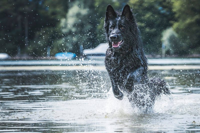 Das sind die 3 besten «Tierischer Badespass»-Fotos