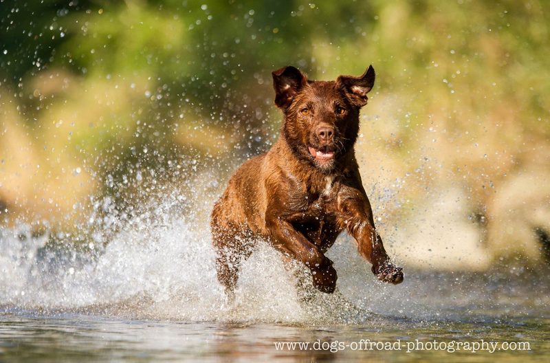 Das sind die 3 besten «Tierischer Badespass»-Fotos