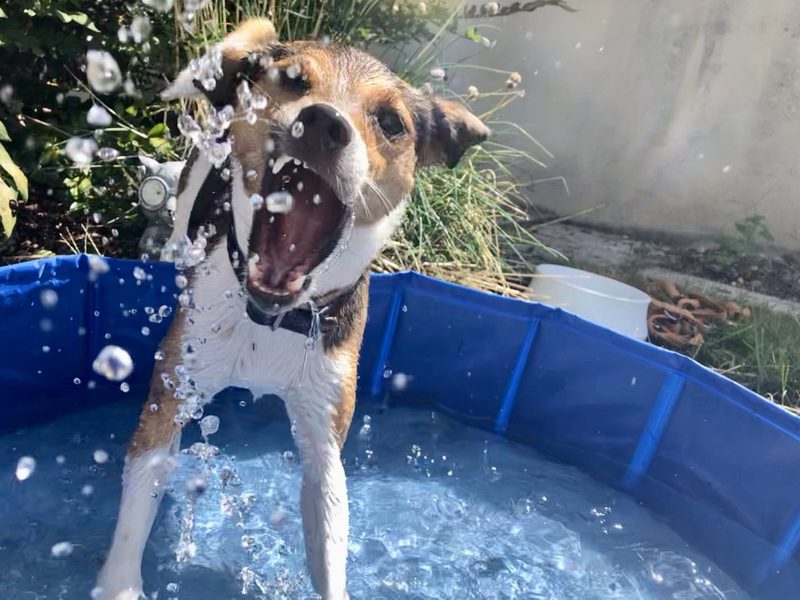 Das sind die 3 besten «Tierischer Badespass»-Fotos