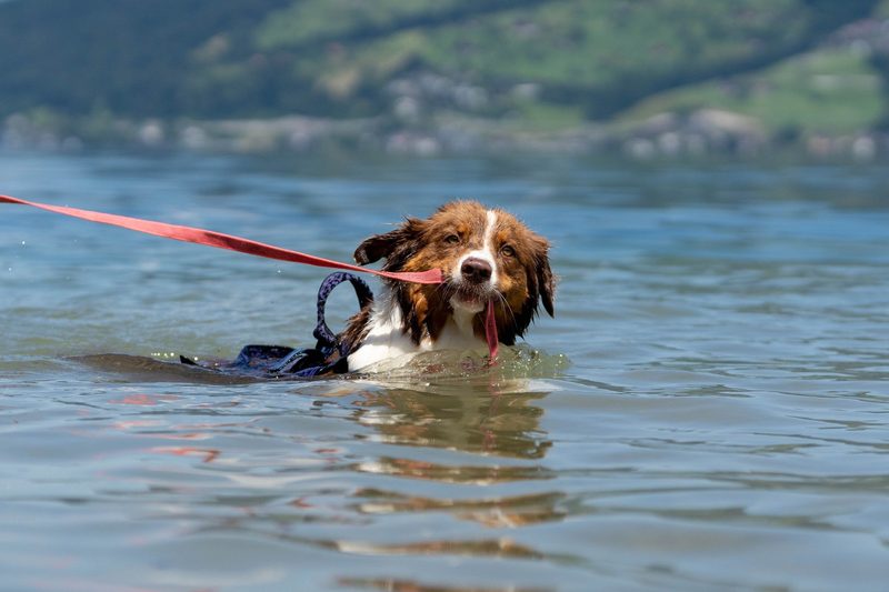 Das sind die 3 besten «Tierischer Badespass»-Fotos