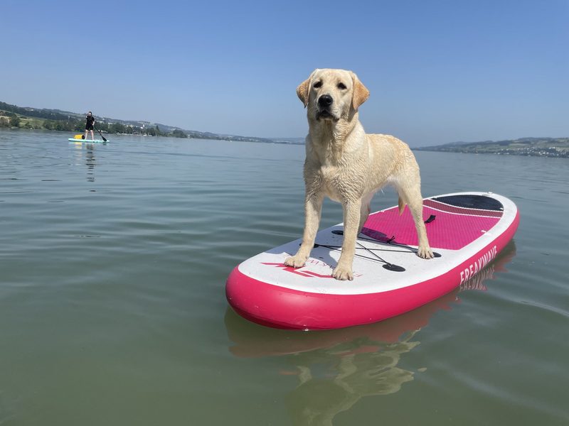 Das sind die 3 besten «Tierischer Badespass»-Fotos