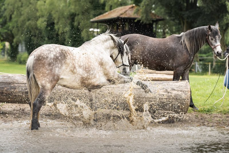 Das sind die 3 besten «Tierischer Badespass»-Fotos