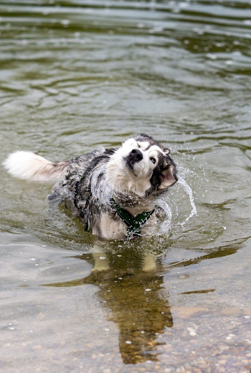 Das sind die 3 besten «Tierischer Badespass»-Fotos