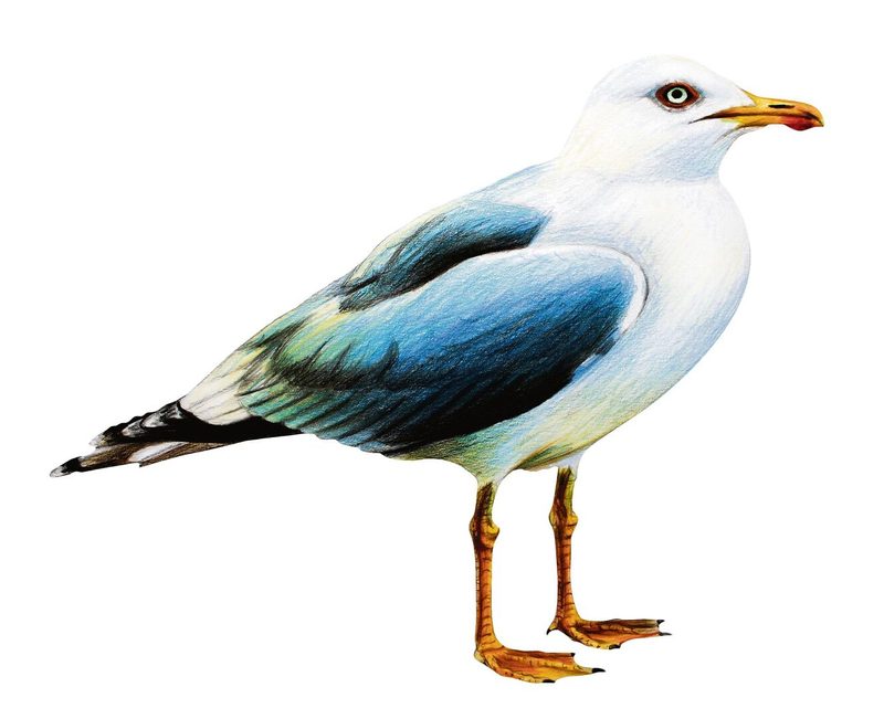 Mittelmeermöwe