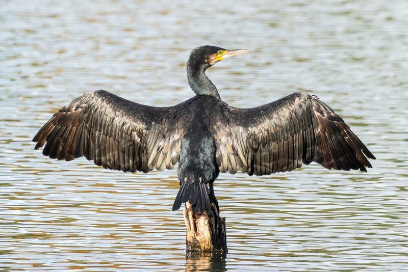 Vögel am See