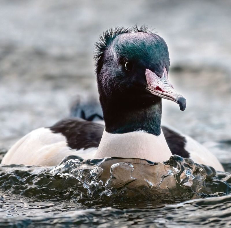 Gänsesäger