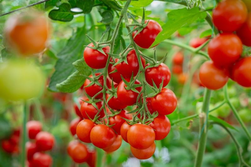 Nachhaltige Pilze statt Äpfel