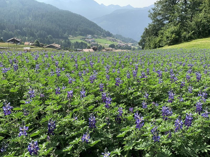 Nachhaltige Pilze statt Äpfel