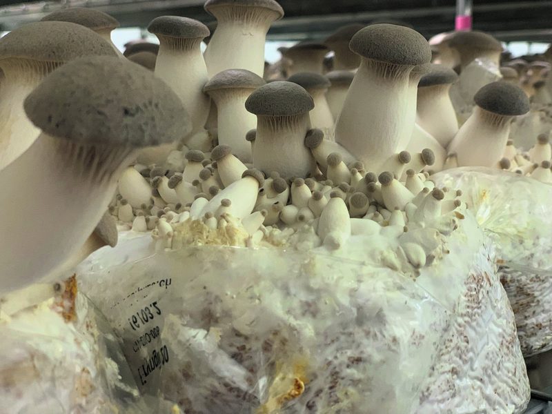 Nachhaltige Pilze statt Äpfel