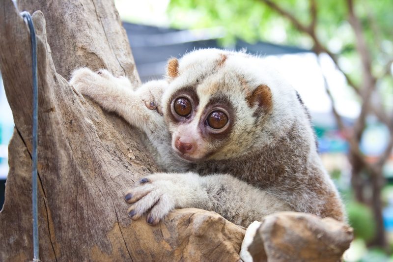 Plumploris sind süsse Affen mit einem giftigen Geheimnis