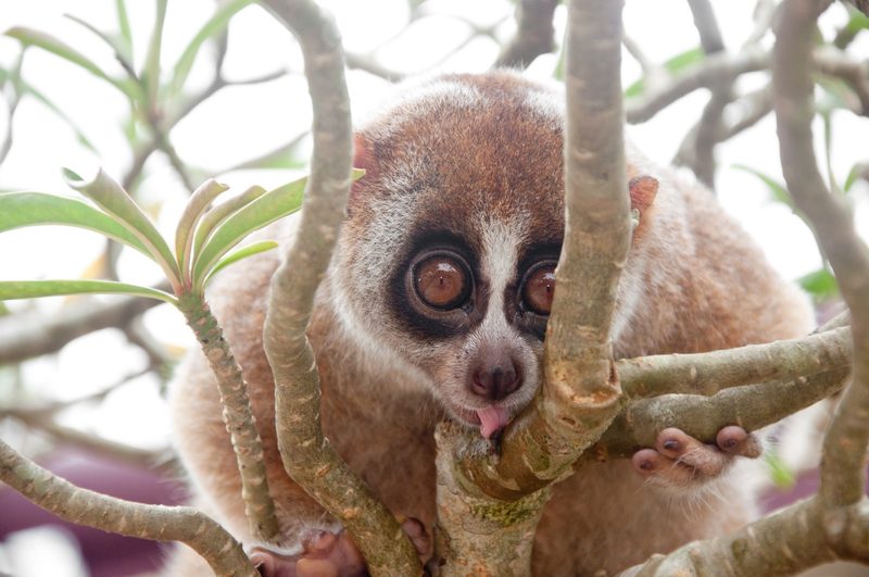 Plumploris sind süsse Affen mit einem giftigen Geheimnis