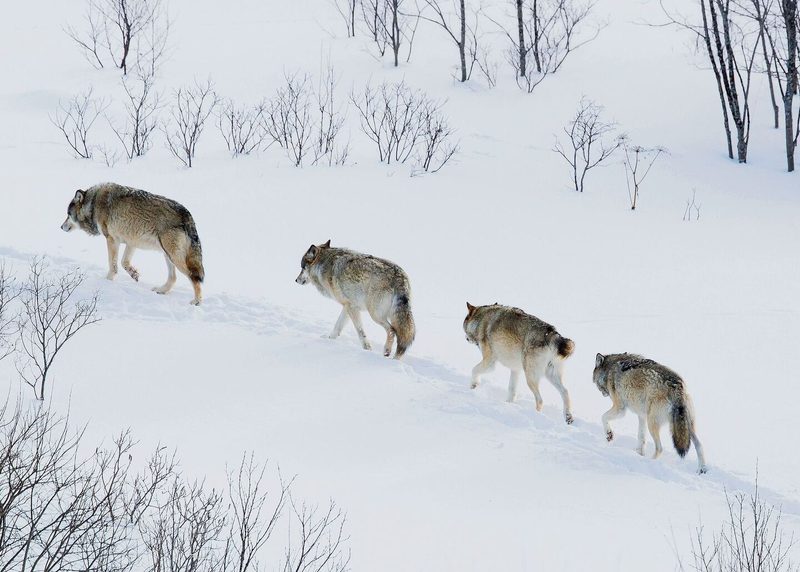 Jedes Wolfsrudel belegt sein eigenes Territorium.