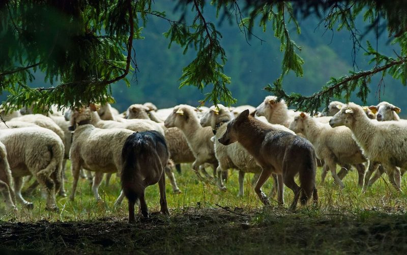 Sind sie für Wölfe erreichbar, reissen die Raubtiere auch Nutztiere.