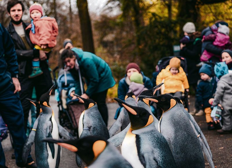 Reale Begegnungen mit Wildtieren sind in Zoos möglich, beispielsweise mit den Königspinguinen während ihrem Marsch durch den Basler Zoo.