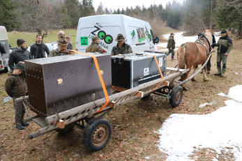 Das «LIFE Lynx» Projekt rettet den Luchs der dinarischen Alpen vor dem Aussterben